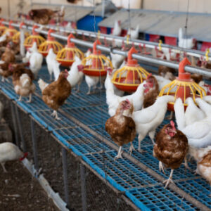 Diploma in Poultry Business