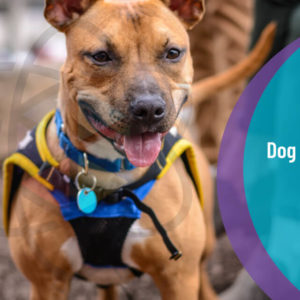 Dog Behaviour and Training Diploma