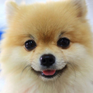 Dog Grooming Diploma