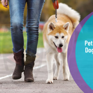 Pet Sitting and Dog Walking Diploma