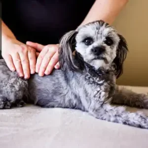 Animal Reiki and Healing training introduces you to the holistic practice of using energy healing to support the health and emotional balance of animals. Learn how to connect with animals on a deep, intuitive level, using Reiki techniques to promote relaxation, reduce stress, and aid in physical recovery.