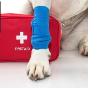 A dog with a blue bandage on its leg sitting beside a red first aid kit labelled “FIRST AID,” symbolising pet emergency care, with the Thames College logo in the top-left corner.