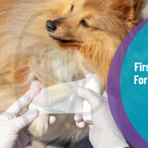 First Aid For Dogs