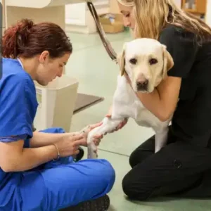 Animal Technician