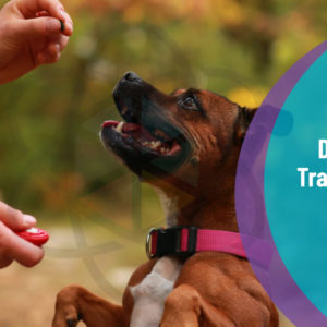 Dog Training Diploma