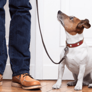 Dog Leash Training