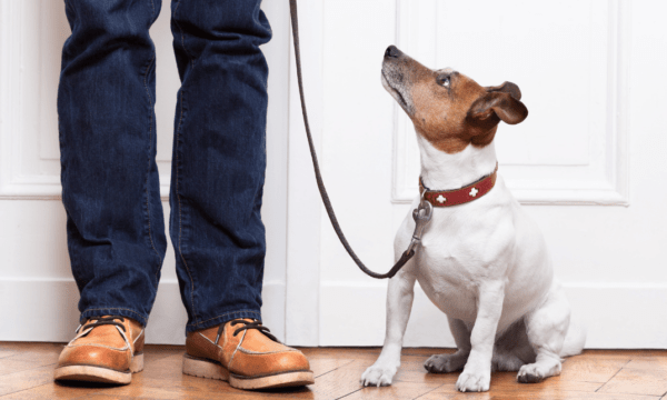 Dog Leash Training