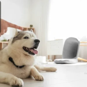 A relaxed husky lying on the floor while a person points towards it during a training session in a bright, modern living room, with the Thames College logo in the top-left corner.