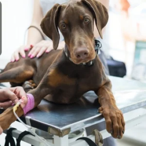 Dog receiving medical care on a veterinary table, symbolising animal health, behaviour, and wellbeing training.