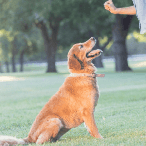 Dog Language & Training
