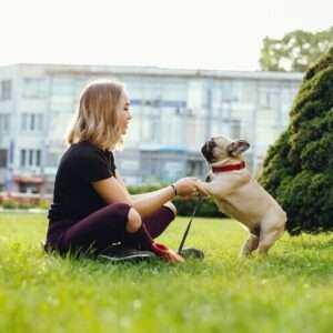 Pet Sitting and Dog Walking Diploma