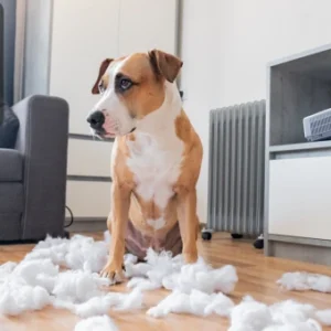 Dog sitting in a living room surrounded by torn stuffing, representing animal behaviour issues and training needs.