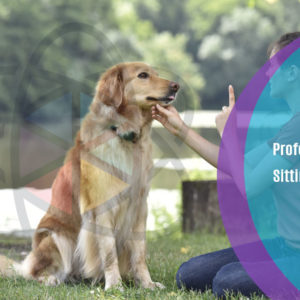 Professional Pet Sitting Business