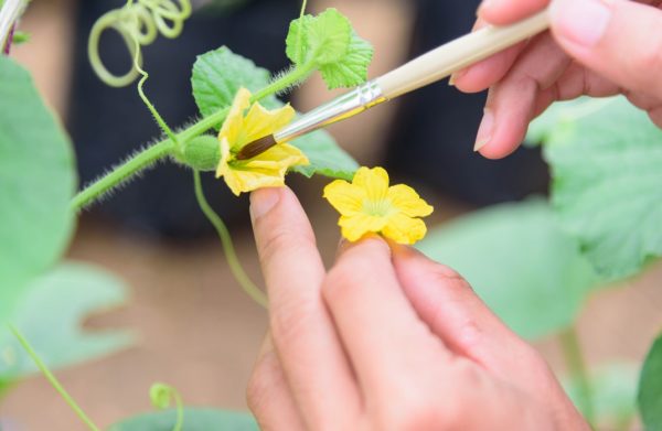 Reproduction in Flowering Plants
