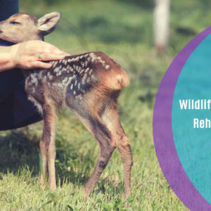 Wildlife Rescue and Rehabilitation