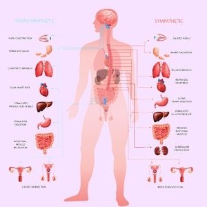 Level 3 Diploma in Anatomy and Physiology of Human Body