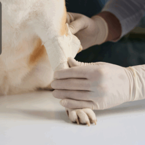 The Animal Science & Pet First Aid with Veterinary Care & Animal Health course equips you with the knowledge to provide first aid and comprehensive veterinary care to animals. You will learn vital techniques to support animals in emergency situations and maintain their overall health.