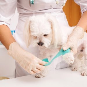 Dog First Aid