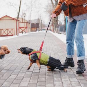 Dog Training - Stop Dog Barking