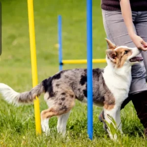 A dog being guided by its handler through agility poles on grass, showcasing training and agility skills.