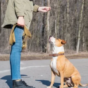 A dog sitting calmly while looking up at its owner during training, symbolising dog behaviour and obedience training.