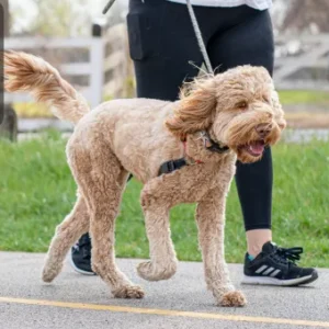 A dog happily walking on a leash with its owner along a path, showcasing the benefits of dog training and proper walking techniques.