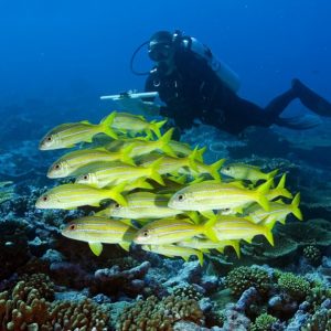 Marine Biology Course