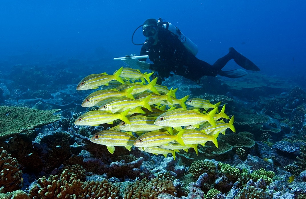 marine-biology-thames-college