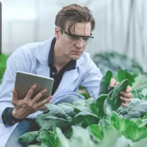 An agricultural scientist in a greenhouse inspecting leafy crops while holding a tablet for data collection.