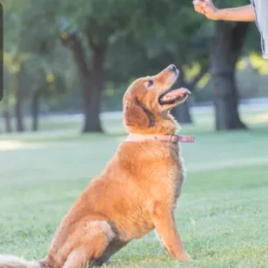 Expert Dog Care & Training Business