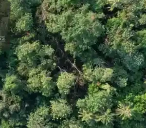 Comprehensive Forestry and Botany Professional Mastery