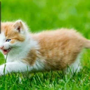 A playful orange and white kitten biting grass while walking on a green lawn.