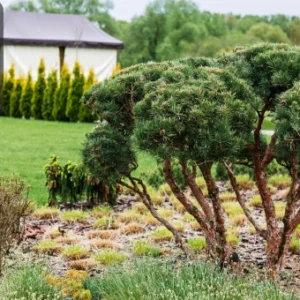 A well-maintained landscaped garden with trimmed trees and green lawn in the background.