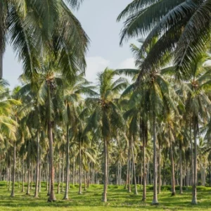 A large plantation of tall palm trees growing in neat rows over a green field.