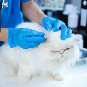 A veterinarian or cattery caretaker wearing blue gloves examines a white Persian cat on a grooming table. The Thames College logo appears in the corner.