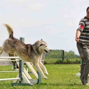 Dog Agility