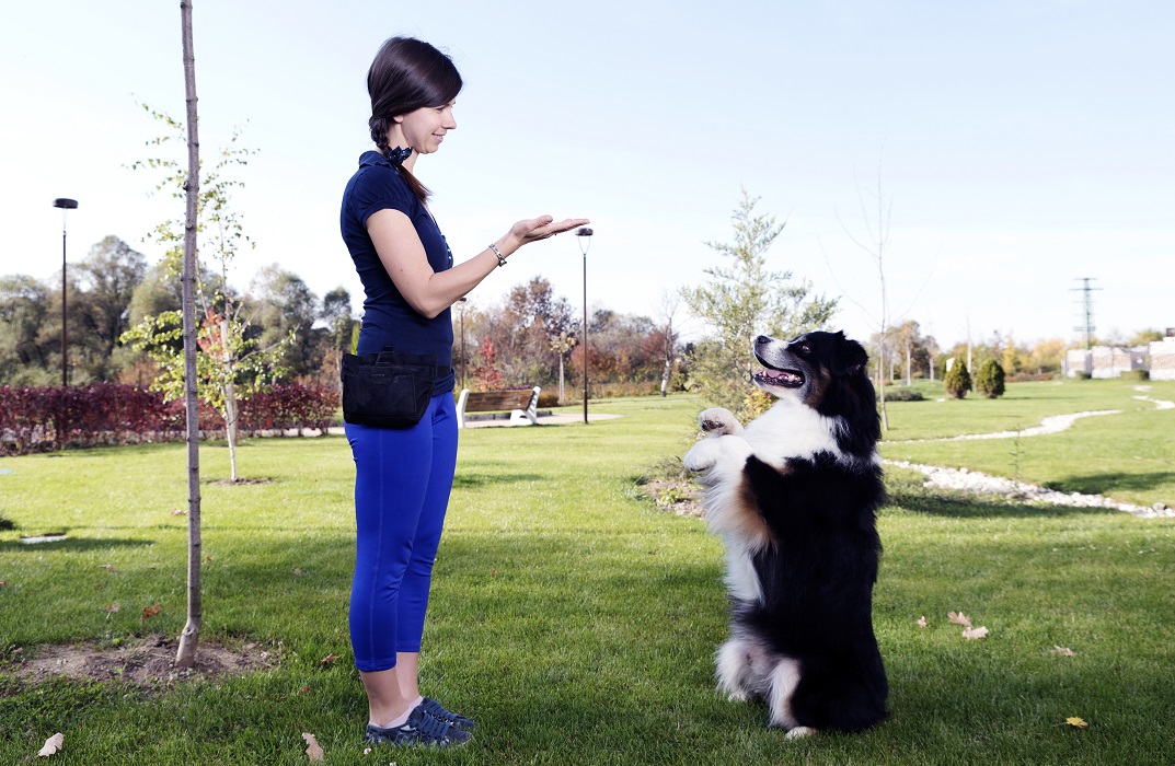 Dog Trainer Certificate | Thames College