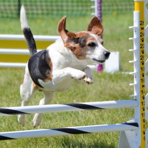 Dog Training