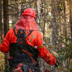 Forestry worker in safety gear with chainsaw in a dense forest – Thames College Forestry course