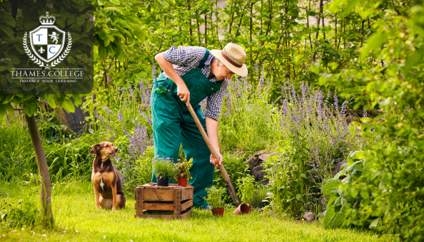 A man in overalls and a straw hat tends to a garden with a spade, surrounded by lush greenery and flowering plants, while a dog sits nearby. The Thames College logo is displayed in the top-left corner.