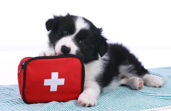 Pet First Aid