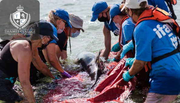 Group of wildlife rescuers working together to assist a stranded dolphin in shallow water, using a red stretcher for safe handling and rehabilitation.