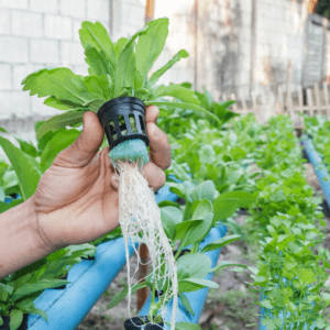 Gardening : Hydroponics Gardening