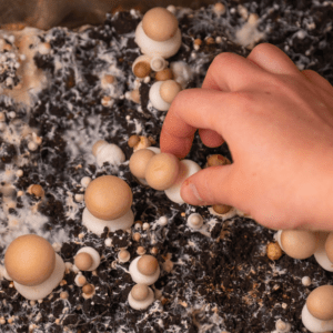 Farming – Growing Mushroom