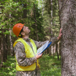 Arboriculture & Tree Plantation