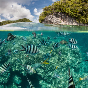 Marine Biology : Marine Life