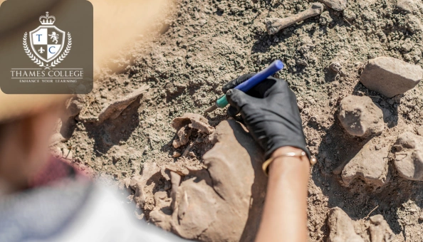 An archaeologist wearing gloves carefully excavating soil with a tool around buried artefacts.