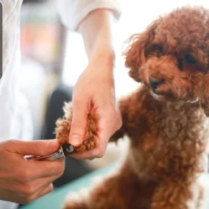 A groomer carefully trimming a small dog’s nails as part of basic pet grooming.