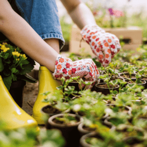 Horticulture