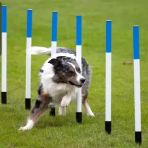 A Border Collie weaving through agility poles on a grassy field during a dog agility training session, with the Thames College logo in the top left corner.